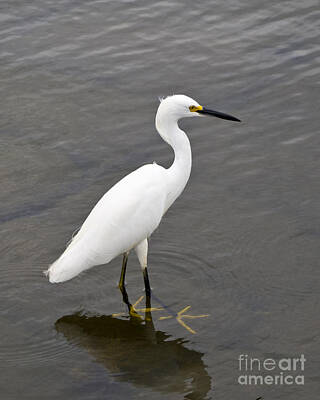 Negative Space Royalty Free Images - Snowy Egret  Egretta thula Royalty-Free Image by Allan  Hughes