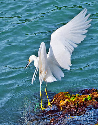 1-minimalist Childrens Stories Royalty Free Images - Snowy Egret Fishing  Royalty-Free Image by Anne Kitzman