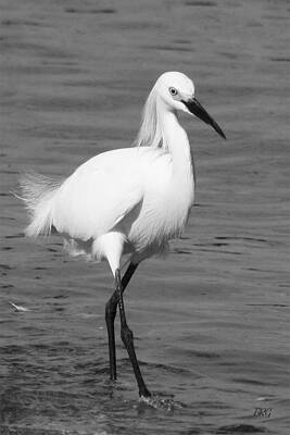 Sheep - Snowy Egret In Black And White by Ben and Raisa Gertsberg
