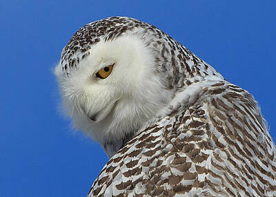 Everet Regal Royalty-Free and Rights-Managed Images - Snowy Owl Greeting Card by Everet Regal