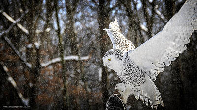 Pasta Al Dente - Snowy Owl Landing by LeeAnn McLaneGoetz McLaneGoetzStudioLLCcom