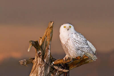 Abstract Skyline Photos - Snowy Owl by Quynh Ton