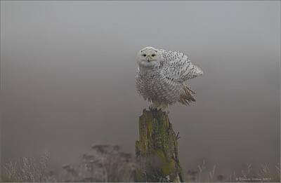 Fishing And Outdoors Plout Royalty Free Images - Snowy Owl shaking Royalty-Free Image by Daniel Behm