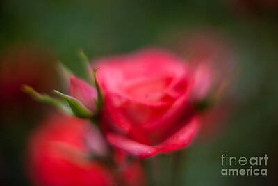 Roses Photos - Soft and Peaceful Red Rose by Mike Reid
