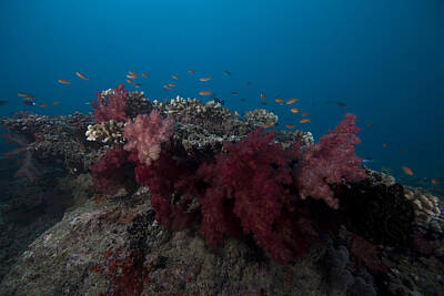 Mother And Child Animals - Soft Coral On A Fijian Reef by Terry Moore