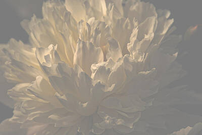 Florals Photos - Soft Light Blossom by Sherman Perry