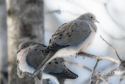 Seascapes Larry Marshall - Soft Mourning Doves by Cheryl Baxter