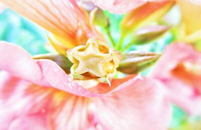 Abstract Flowers Photos - Softness by Marianna Mills