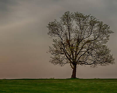 Sultry Plants Rights Managed Images - Solitary Tree Royalty-Free Image by Dan Holland