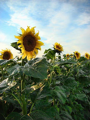 Grace Kelly - South Dakota Sunflowers by Cathy Anderson