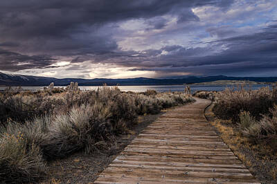 Mammals Royalty-Free and Rights-Managed Images - South Tufa Boardwalk by Cat Connor
