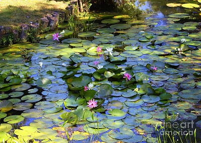 Lilies Royalty-Free and Rights-Managed Images - Southern Lily Pond by Carol Groenen