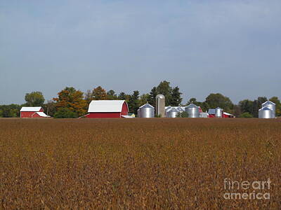 New Years - Soy Beans Farm by Tina M Wenger
