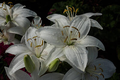 Lilies Royalty-Free and Rights-Managed Images - Sparkling White Oriental Lilies After a Rain Shower by Georgia Mizuleva