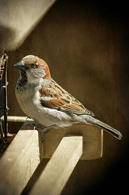 Old Masters - Sparrow 10  by Susan McMenamin