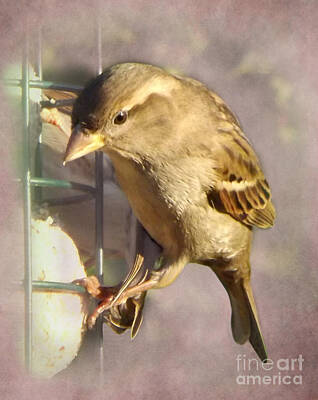 Birds Photos - Sparrow by Linsey Williams