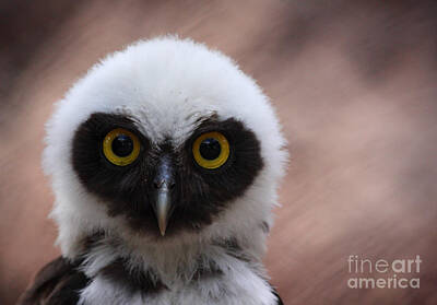 Palm Trees - Spectacled Owl by Ruth Jolly