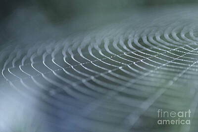 Rustic Kitchen Royalty Free Images - Spider Web with Dew Royalty-Free Image by Jim Corwin