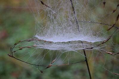 Little Mosters - Spider Webs 44 by Lawrence Hess