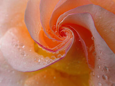 Roses Photo Royalty Free Images - Spiral Rose Royalty-Free Image by Juergen Roth