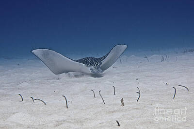 Birds Photos - Spotted Eagle Ray Swims Along The Ocean by Amanda Nicholls