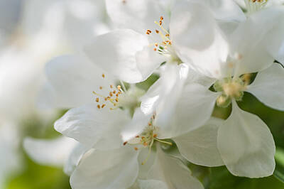 American Red Cross Posters Rights Managed Images - Spring AppleTree Blossom. Like a Bride Royalty-Free Image by Jenny Rainbow