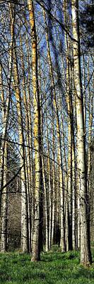 Jerry Sodorff Royalty-Free and Rights-Managed Images - Spring Aspens 177 by Jerry Sodorff