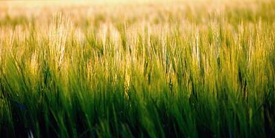 Jerry Sodorff Rights Managed Images - Spring Barley 15584 Royalty-Free Image by Jerry Sodorff