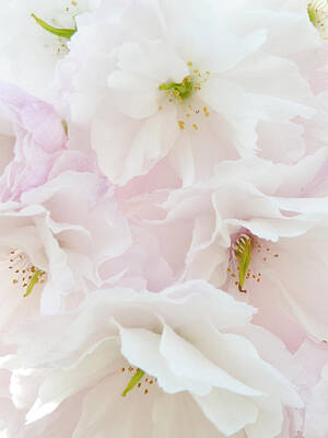 Fromage - Spring Blossom by Steve Taylor