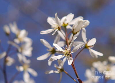 Firefighter Patents Rights Managed Images - Spring Blossom UK Royalty-Free Image by John Chatterley