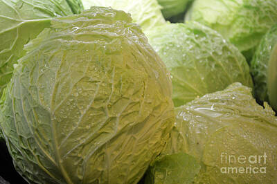 Airport Maps Royalty Free Images - Spring Cabbage Royalty-Free Image by Tina M Wenger