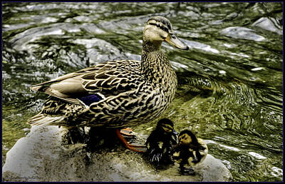 Happy Anniversary - Spring Ducks on the Clinton River by LeeAnn McLaneGoetz McLaneGoetzStudioLLCcom