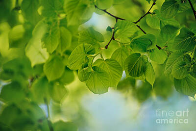Royalty-Free and Rights-Managed Images - Spring Green by Nailia Schwarz