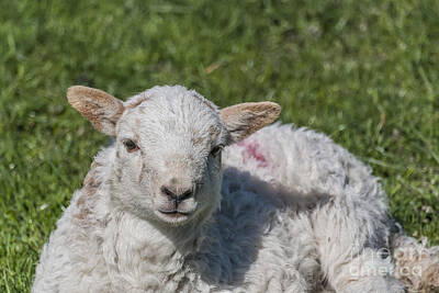 Thomas Moran Royalty Free Images - Spring Lamb 1 Royalty-Free Image by Steve Purnell