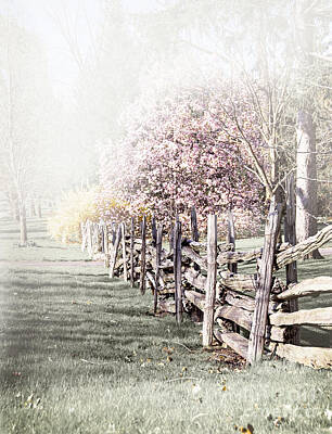 Bear Photography - Spring landscape with fence by Elena Elisseeva