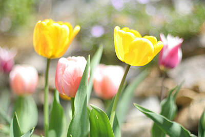 Vintage Jaquar - Spring Tulips by Hermes Fine Art