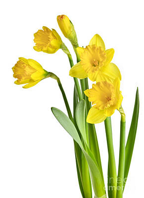 Floral Photos - Spring yellow daffodils by Elena Elisseeva