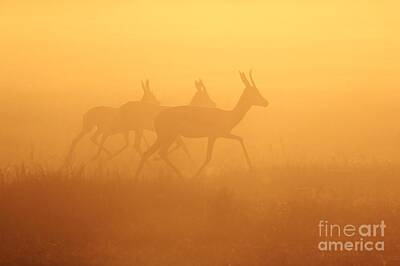 Wine Glass - Springbok Trio - Running into Gold - African Wildlife by Andries Alberts