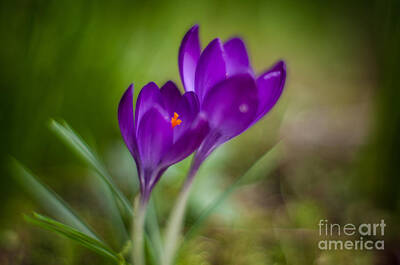 Impressionism Photo Royalty Free Images - Springs Crocus Blossoms Royalty-Free Image by Mike Reid