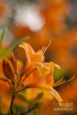 Gaugin Rights Managed Images - Springs Glory Azaleas Royalty-Free Image by Mike Reid