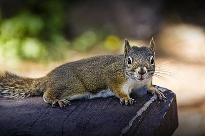 Randall Nyhof Royalty-Free and Rights-Managed Images - Squirrel in Yellowstone by Randall Nyhof