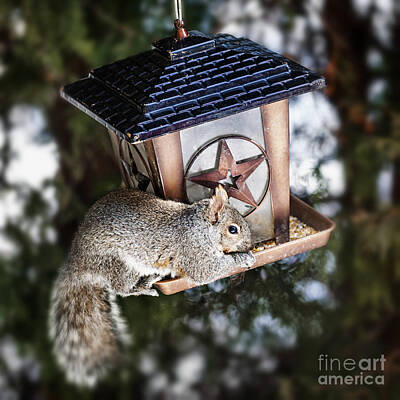 Birds Photos - Squirrel on bird feeder by Elena Elisseeva