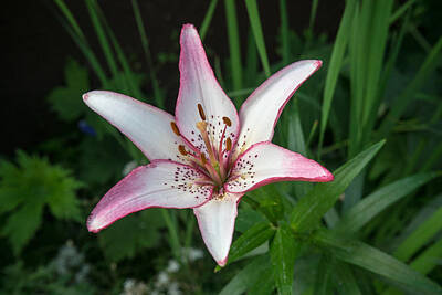 All You Need Is Love - Star of the North Lily 1 by Douglas Barnett
