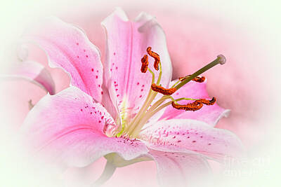 Recently Sold - Lilies Photos - Stargazer Dreaming by Kaye Menner