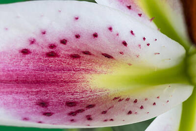 Little Mosters - Stargazer Lily Flower Petal 2 by John Brueske