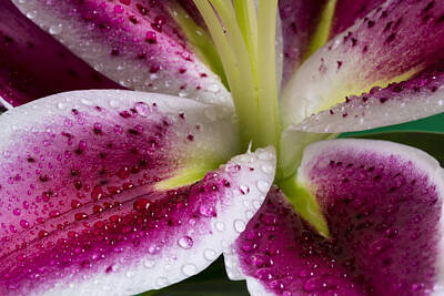 Painted Wine - Stargazer Lily Flower Wet 8 by John Brueske