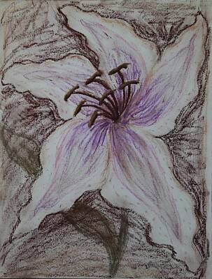 Best Sellers - Lilies Drawings - Stargazer Lily in Pastel by Dawna Morton
