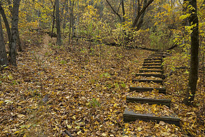 Aromatherapy Oils - Step Trail In Woods 13 by John Brueske