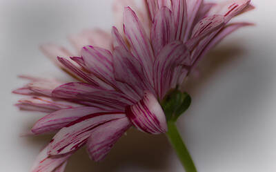 Still Life Royalty-Free and Rights-Managed Images - Still Life Flower by Martin Newman