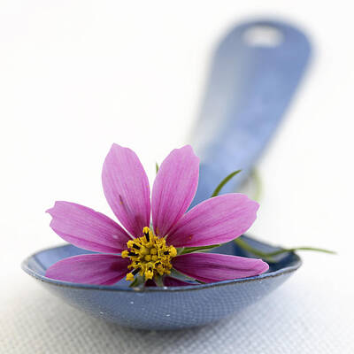 Floral Rights Managed Images - Still Life With Pink Flower On A Blue Spoon Royalty-Free Image by Frank Tschakert